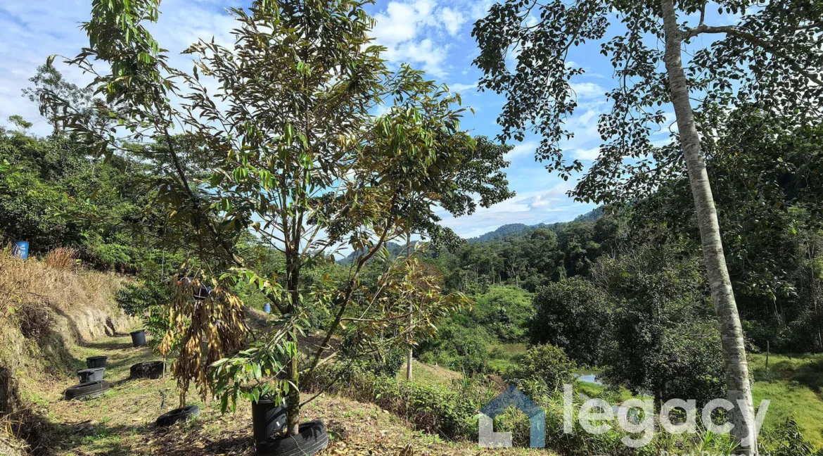 dusun-buah-tepi-sungai-untuk-dijual-di-chemor-03