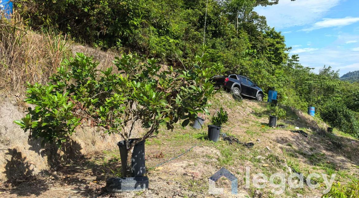 dusun-buah-tepi-sungai-untuk-dijual-di-chemor-07