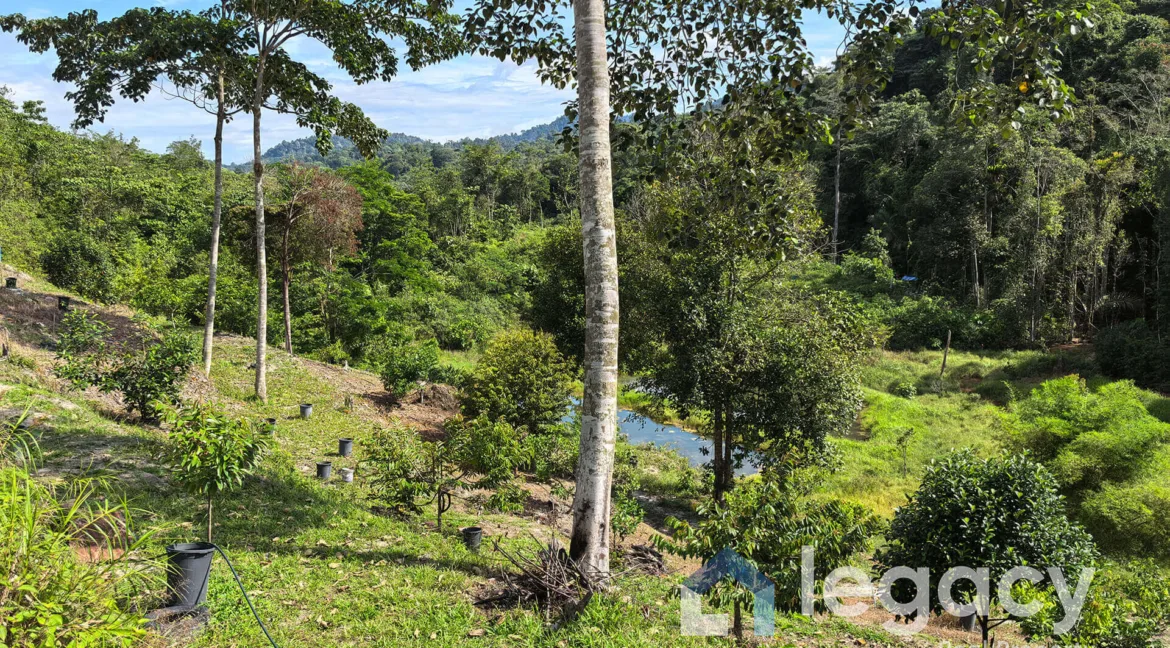 dusun-buah-tepi-sungai-untuk-dijual-di-chemor-08