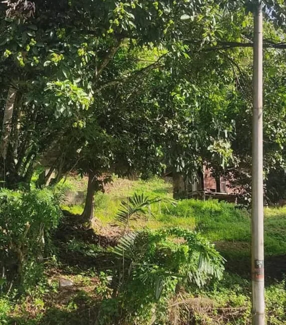 tanah-kebun-untuk-dijual-di-slim-river-muallim-04