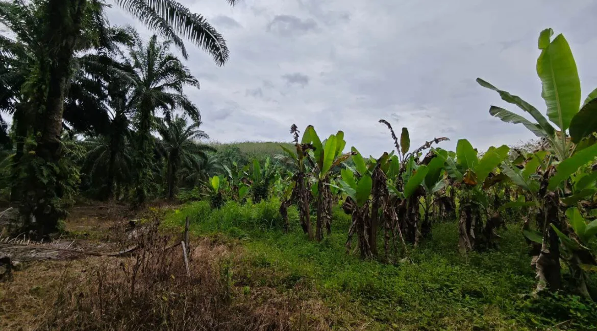 tanah-pertanian-untuk-dijual-di-jalan-air-lembu-gerik-03