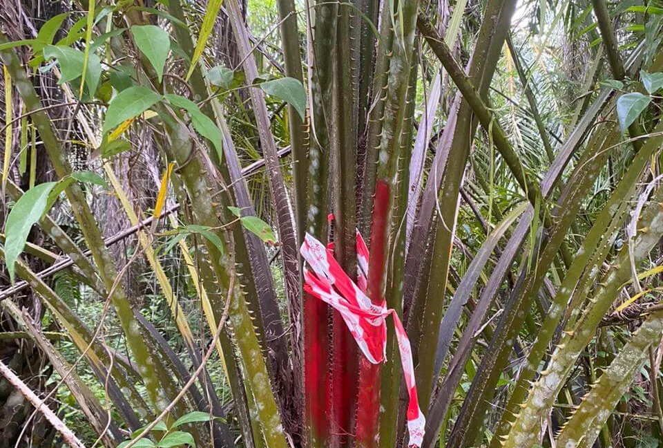 tanah-pertanian-untuk-dijual-di-jalan-air-lembu-gerik-04