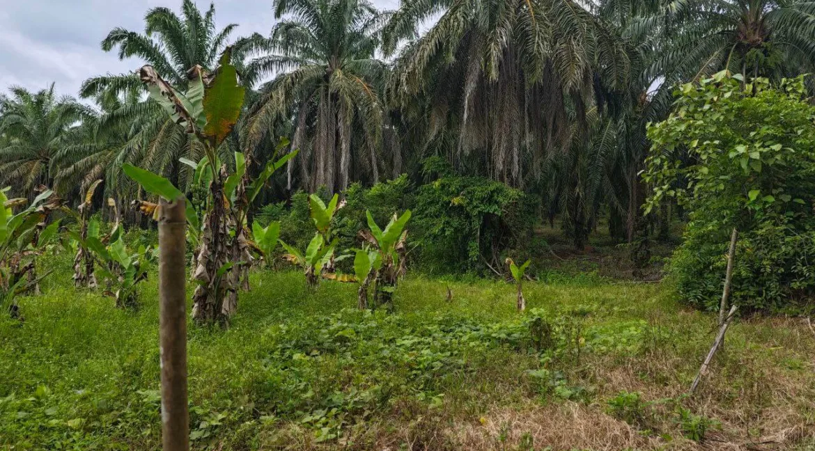 tanah-pertanian-untuk-dijual-di-jalan-air-lembu-gerik-08