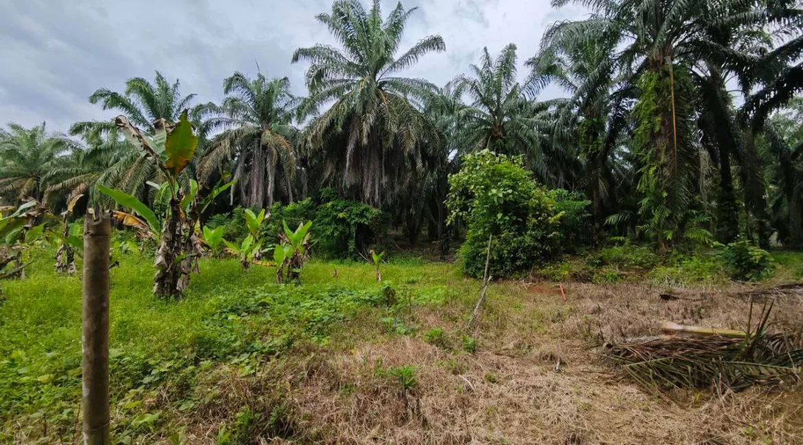 tanah-pertanian-untuk-dijual-di-jalan-air-lembu-gerik-10