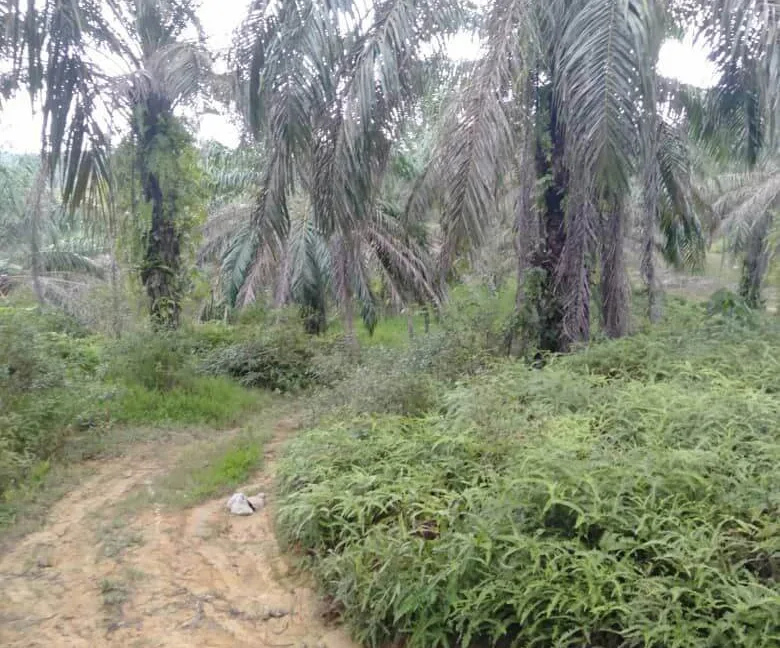 tanah-pertanian-untuk-dijual-kampung-sungai-dendang-selama-perak-02