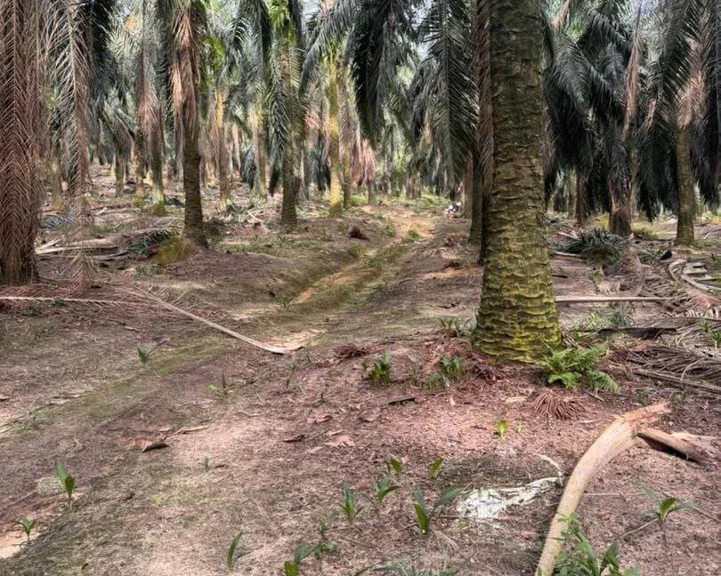 tanah-sawit-freehold-open-title-di-segari-lumut-perak-02