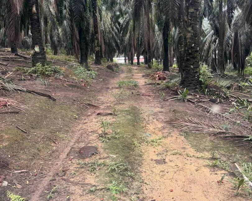 tanah-sawit-freehold-open-title-di-segari-lumut-perak-03