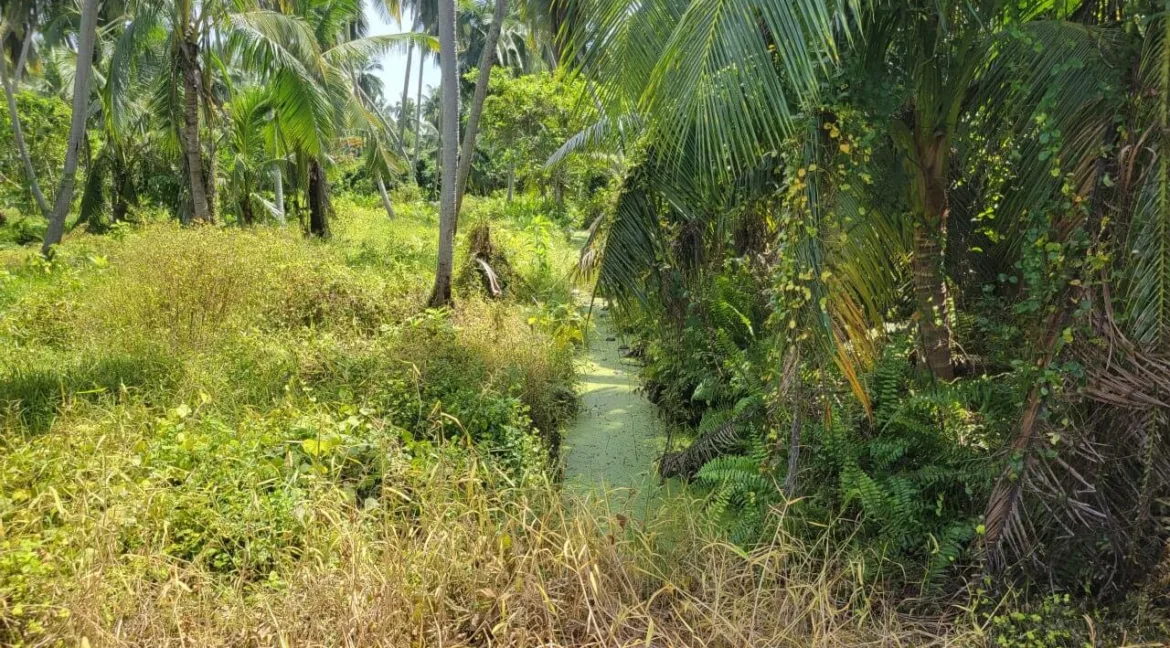 tanah-pertanian-untuk-dijual-di-selekoh-bagan-datuk-07