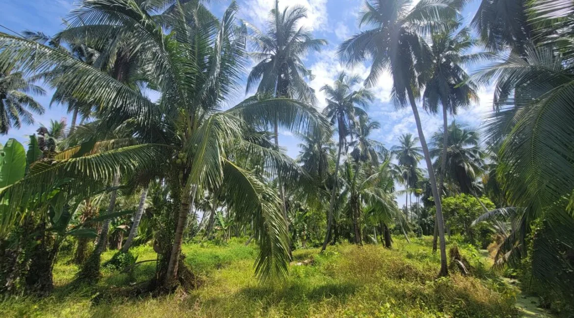 tanah-pertanian-untuk-dijual-di-selekoh-bagan-datuk-08