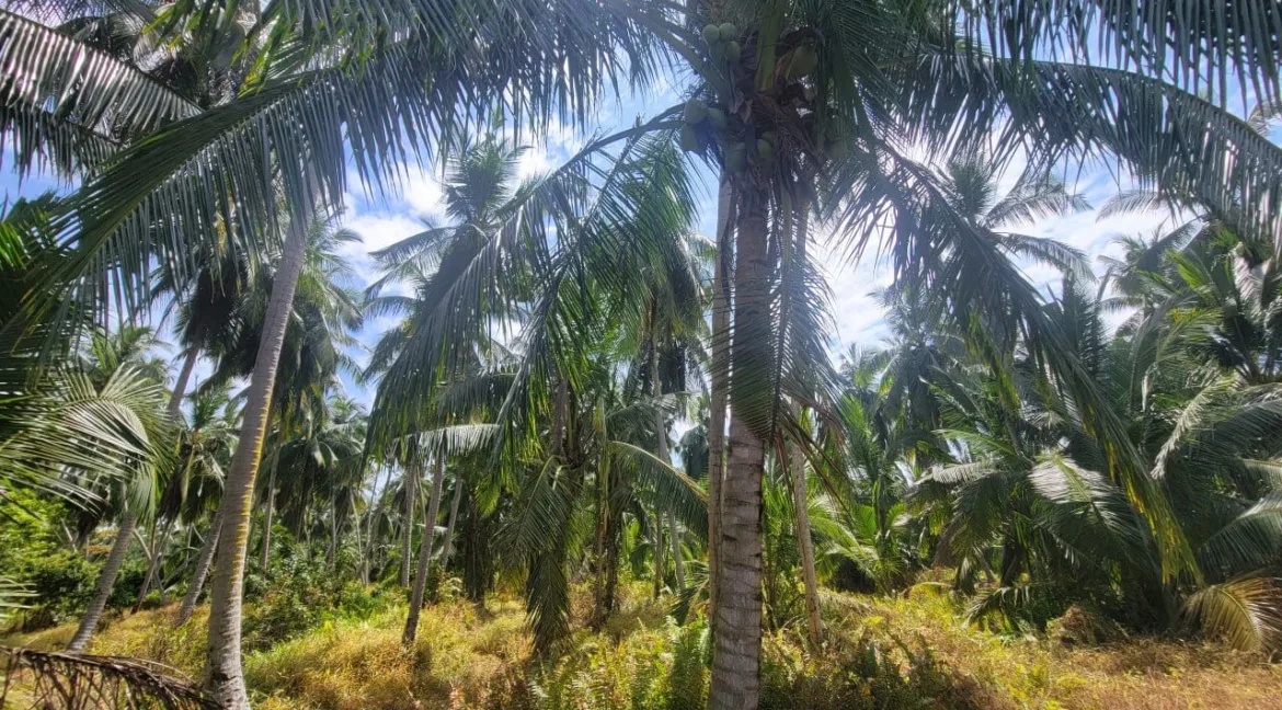 tanah-pertanian-untuk-dijual-di-selekoh-bagan-datuk-10