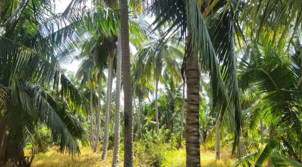 tanah-pertanian-untuk-dijual-di-selekoh-bagan-datuk-11