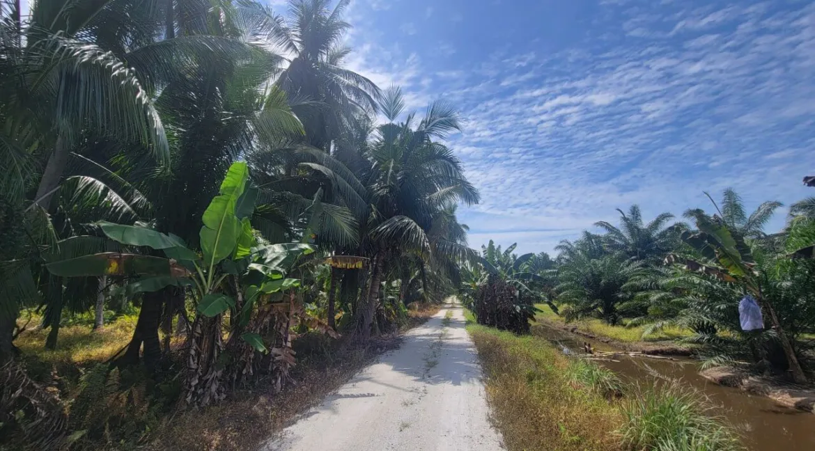 tanah-pertanian-untuk-dijual-di-selekoh-bagan-datuk-12