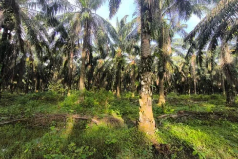 Tanah Sawit untuk dijual di Pulau Tiga, Kampung Gajah