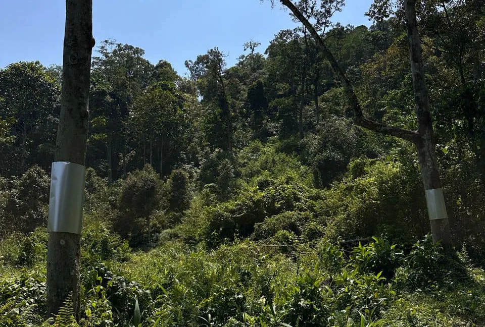 tanah-pertanian-untuk-dijual-di-bukit-gantang-04