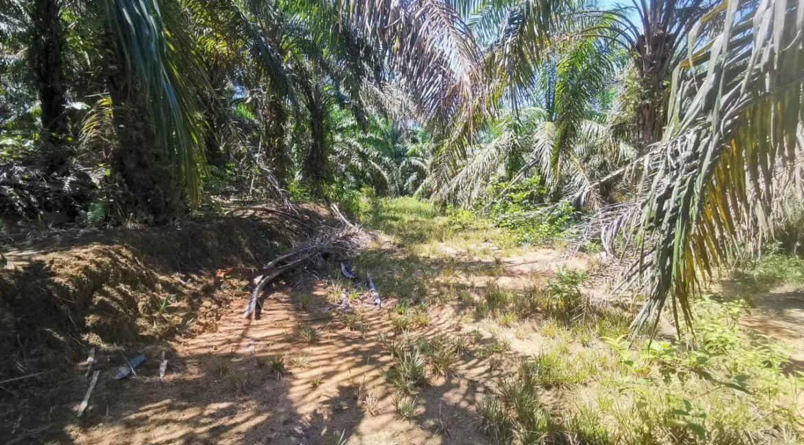 Tanah untuk dijual di Senggang, Kuala Kangsar.