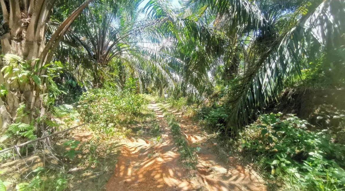 tanah-pertanian-senggang-kuala-kangsar-04