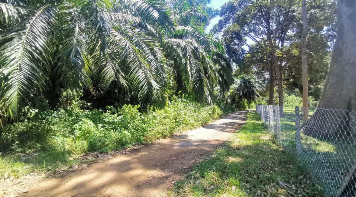 tanah-pertanian-senggang-kuala-kangsar-05