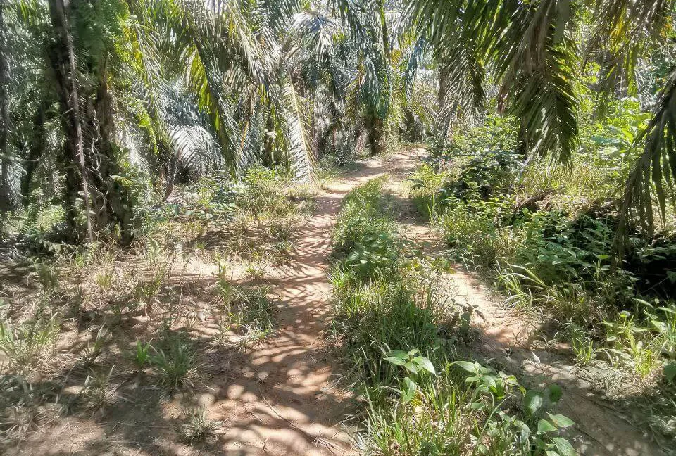 tanah-pertanian-senggang-kuala-kangsar-06