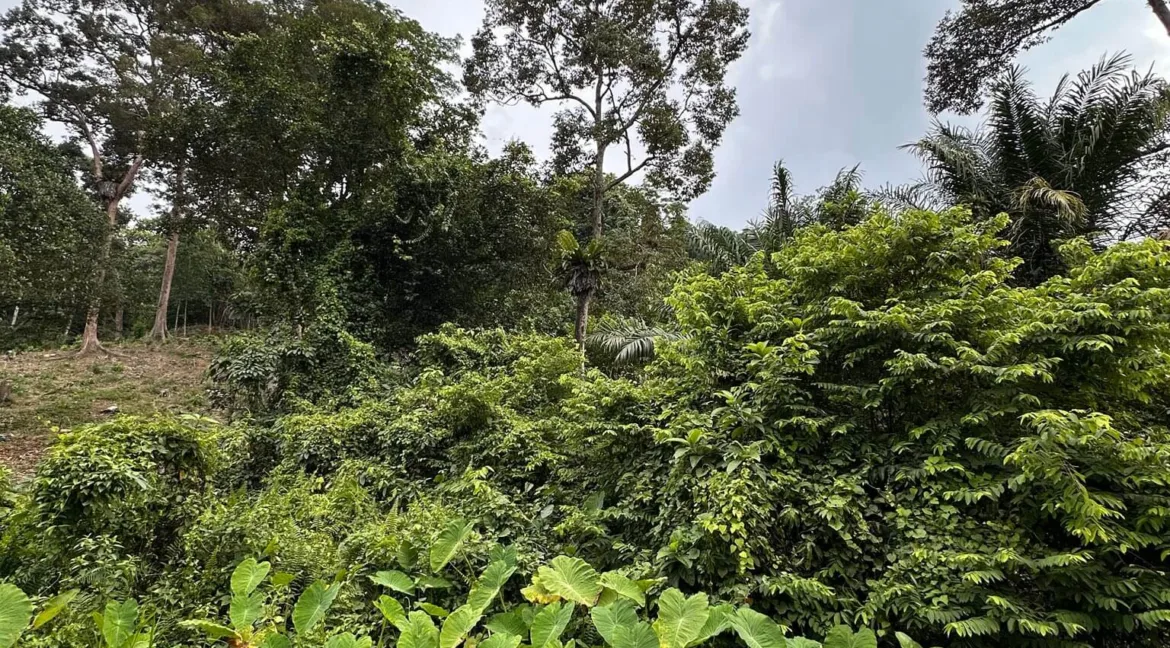 tanah-pertanian-bukit-gantang-04