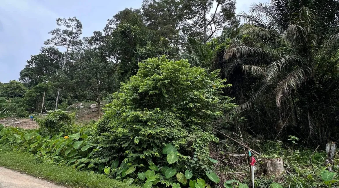 tanah-pertanian-bukit-gantang-07