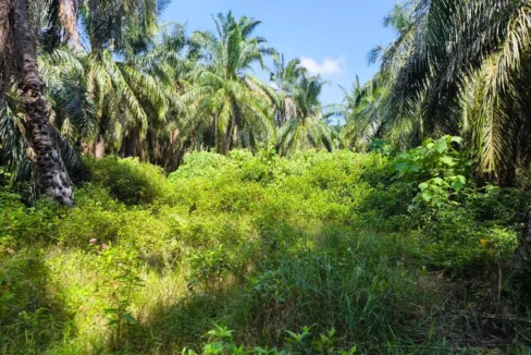 Tanah Pertanian untuk dijual di Parit, Perak Tengah.