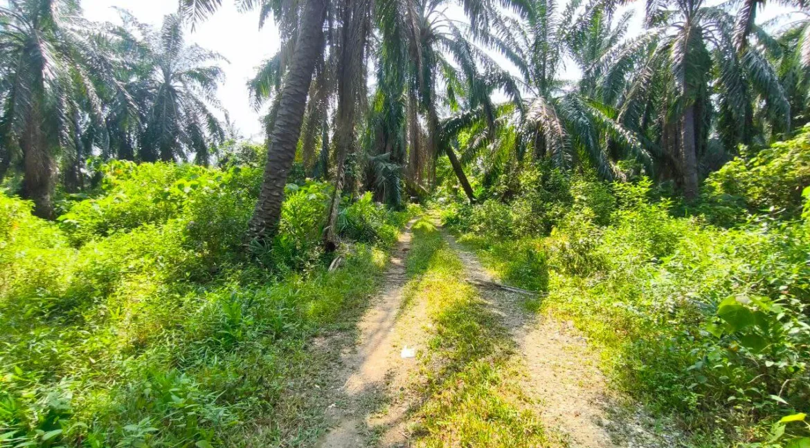 tanah-pertanian-parit-02