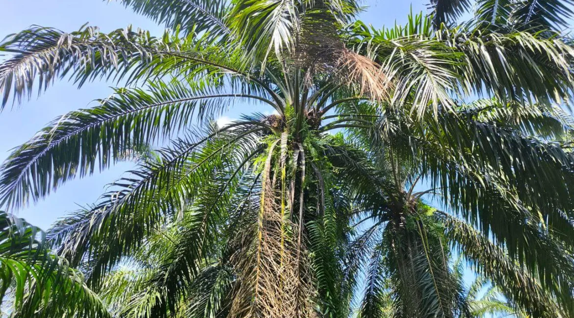 tanah-pertanian-parit-03