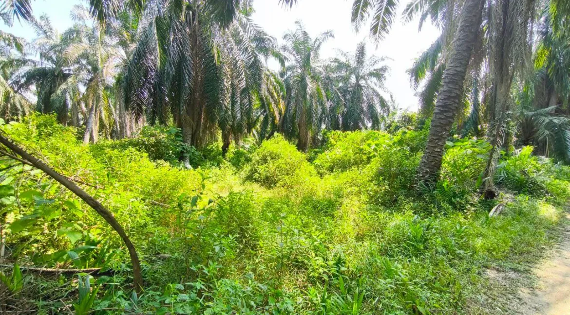 tanah-pertanian-parit-04