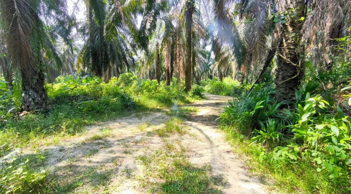 tanah-pertanian-parit-06