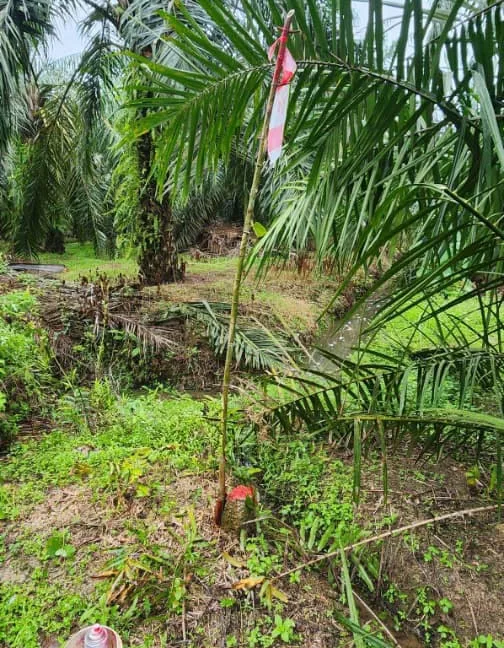 tanah-pertanian-kampung-sungai-limau-larut-matang-05