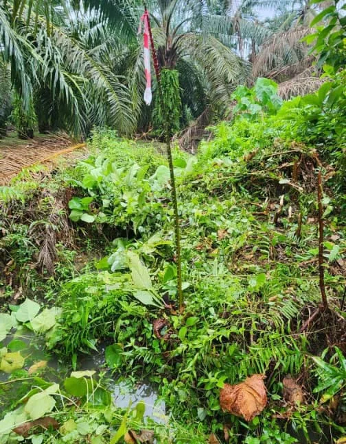 tanah-pertanian-kampung-sungai-limau-larut-matang-07