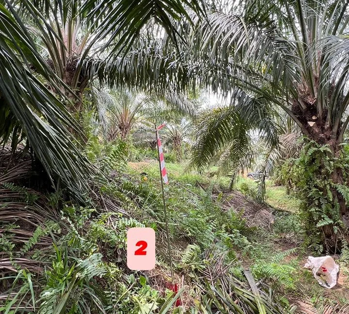 tanah-pertanian-untuk-dijual-di-kampung-gajah-perak-02