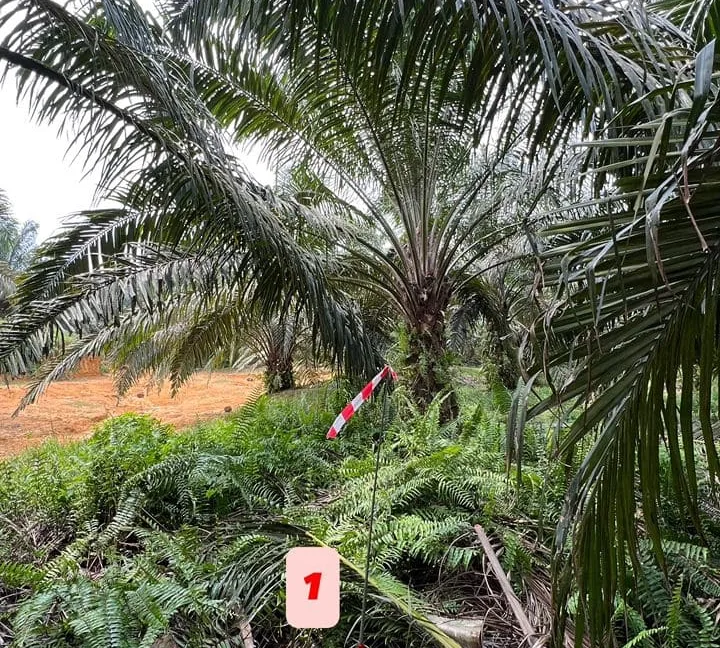 tanah-pertanian-untuk-dijual-di-kampung-gajah-perak-03