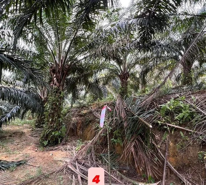 tanah-pertanian-untuk-dijual-di-kampung-gajah-perak-06