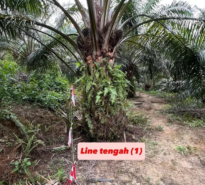 tanah-pertanian-untuk-dijual-di-kampung-gajah-perak-09