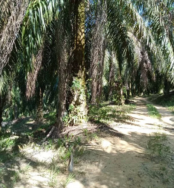 tanah-pertanian-untuk-dijual-di-kampung-pulau-kemiri-sungai-siput-01