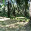 Tanah pertanian untuk dijual di Kampung Pulau Kemiri, Sungai Siput, Perak