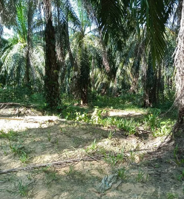 Tanah pertanian untuk dijual di Kampung Pulau Kemiri, Sungai Siput, Perak