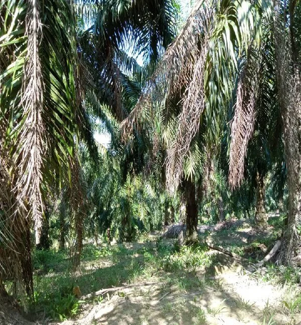 tanah-pertanian-untuk-dijual-di-kampung-pulau-kemiri-sungai-siput-07