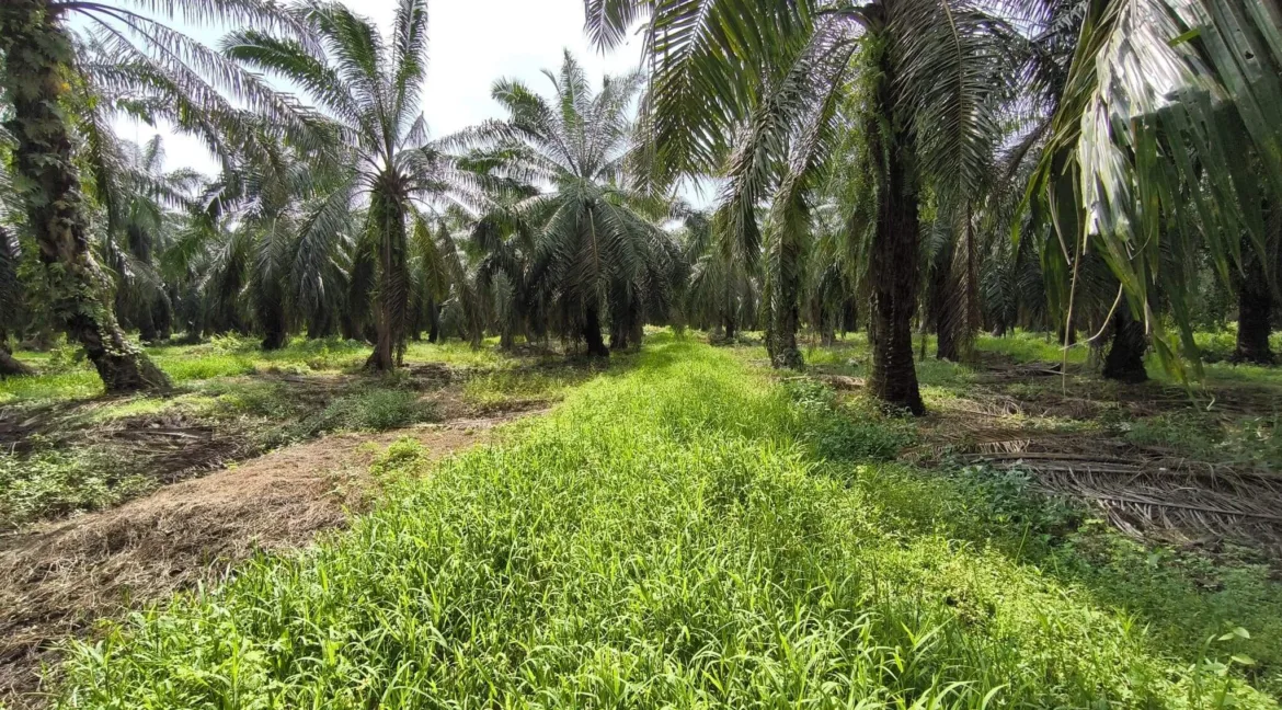 Tanah pertanian untuk dijual di Seberang Perak, Pasir Salak, Perak Tengah