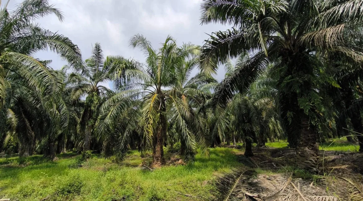 tanah-pertanian-untuk-dijual-di-seberang-perak-pasir-salak-05