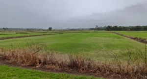Tanah sawah untuk dijual di Air Deras, Teluk Intan, Perak