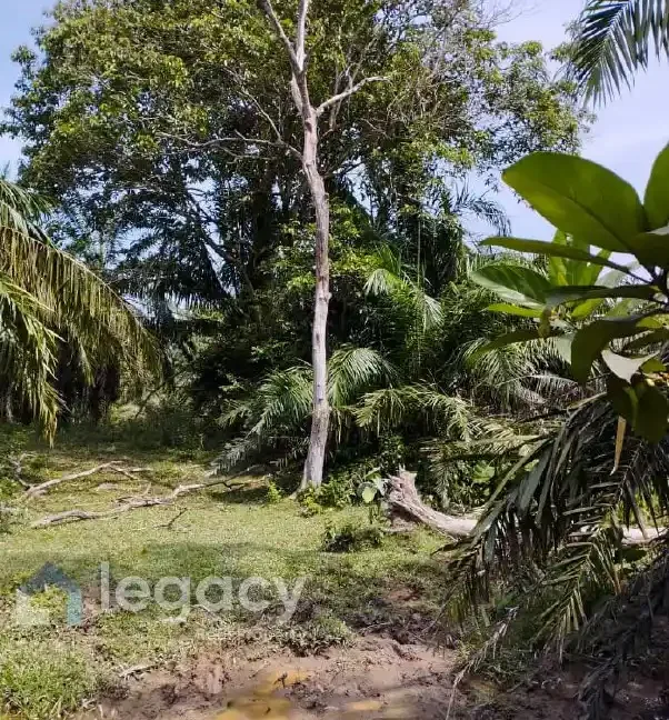 tanah-pertanian-untuk-dijual-di-kampung-serkai-jadi-tronoh-perak-07