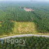 Tanah lot pertanian untuk dijual di Gelung Pepuyu, Perak Tengah, Perak