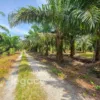 Tanah pertanian untuk dijual di Kampung Sungai Pergam, Bagan Datuk, Perak