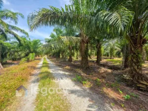 Tanah pertanian untuk dijual di Kampung Sungai Pergam, Bagan Datuk, Perak