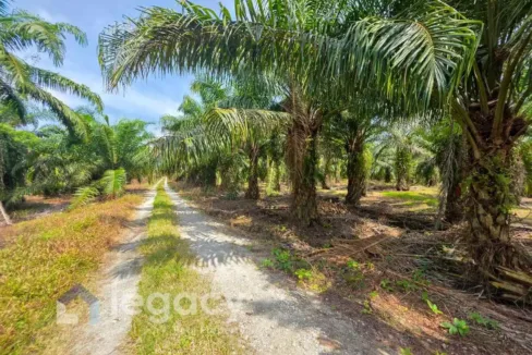 Tanah pertanian untuk dijual di Kampung Sungai Pergam, Bagan Datuk, Perak