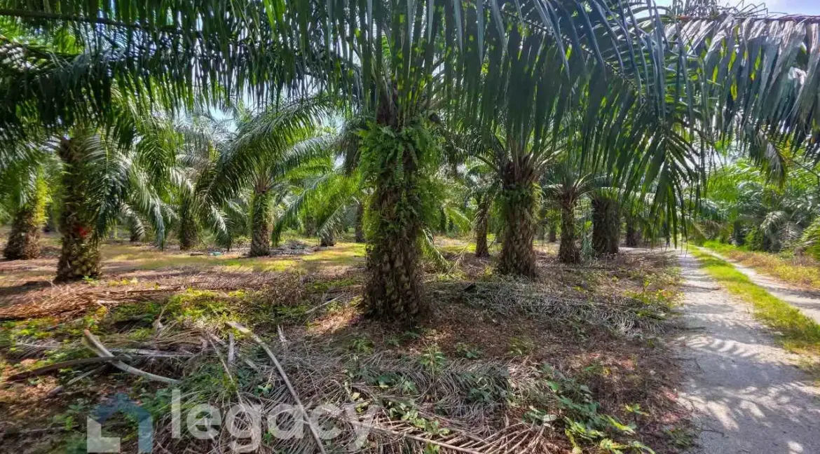 tanah-pertanian-untuk-dijual-kg-sungai-pergam-bagan-datuk-07