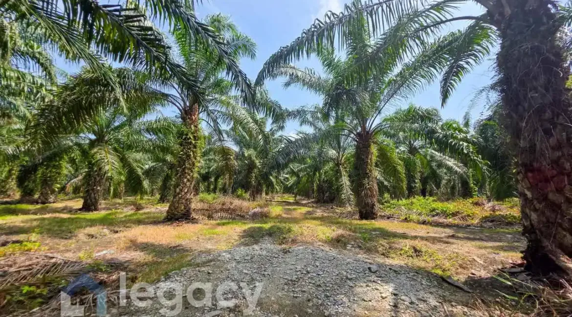 tanah-pertanian-untuk-dijual-kg-sungai-pergam-bagan-datuk-08