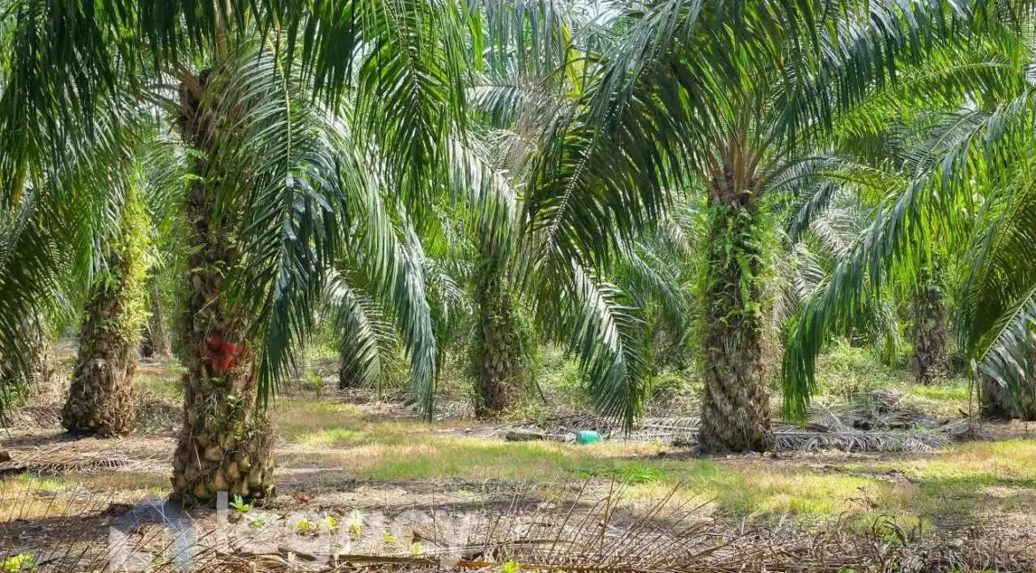 tanah-pertanian-untuk-dijual-kg-sungai-pergam-bagan-datuk-11